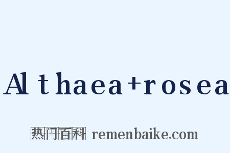 Althaea rosea是什么意思的图片
